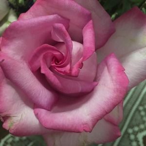 Meet your Posher, Barbara anne